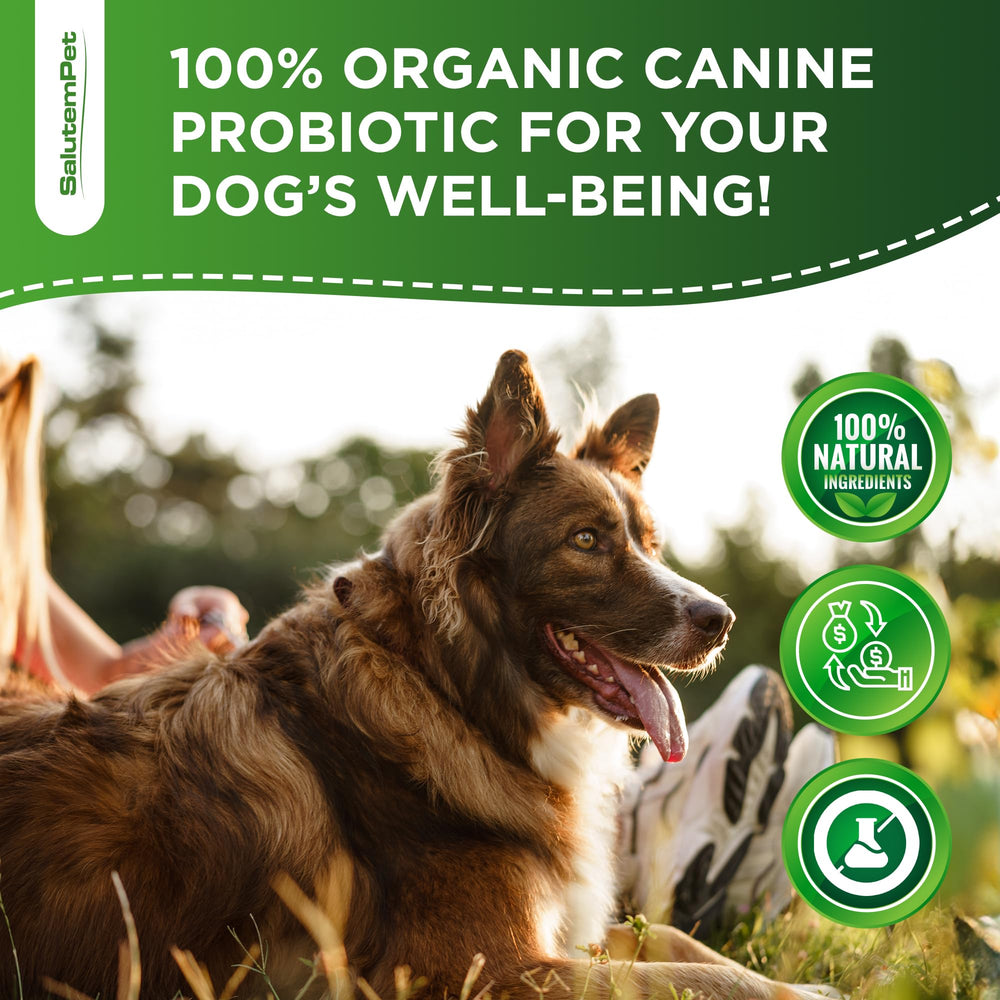 SalutemPet Probiotics bacon flavor entices dogs at feeding time