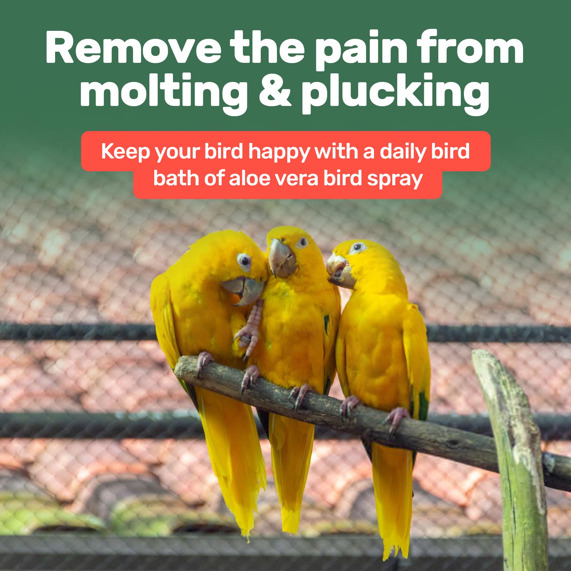 Samorillo product supports vibrant colors and healthy plumage during molting.