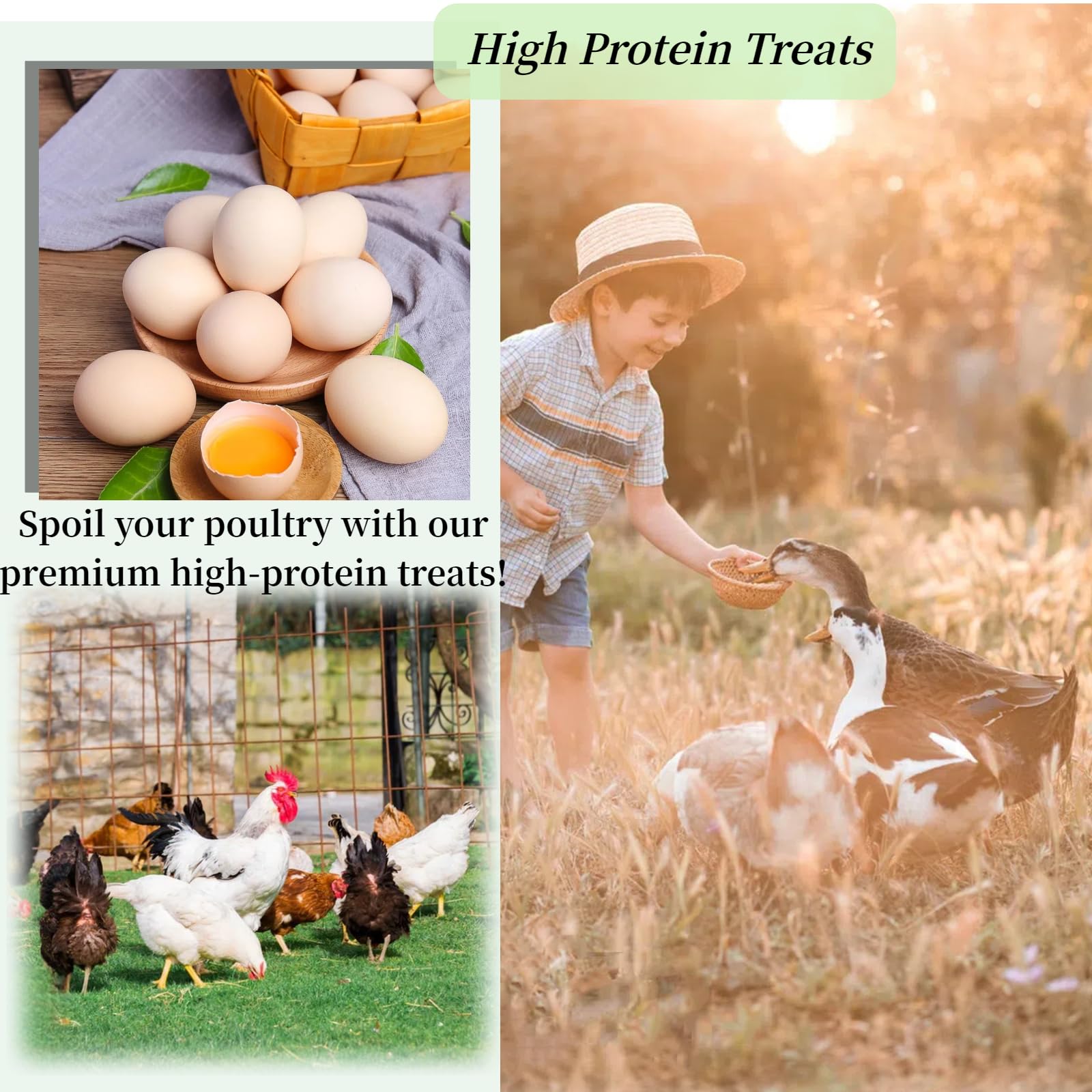 SANSECT BSFL larvae calcium boost for laying hens and ducks.