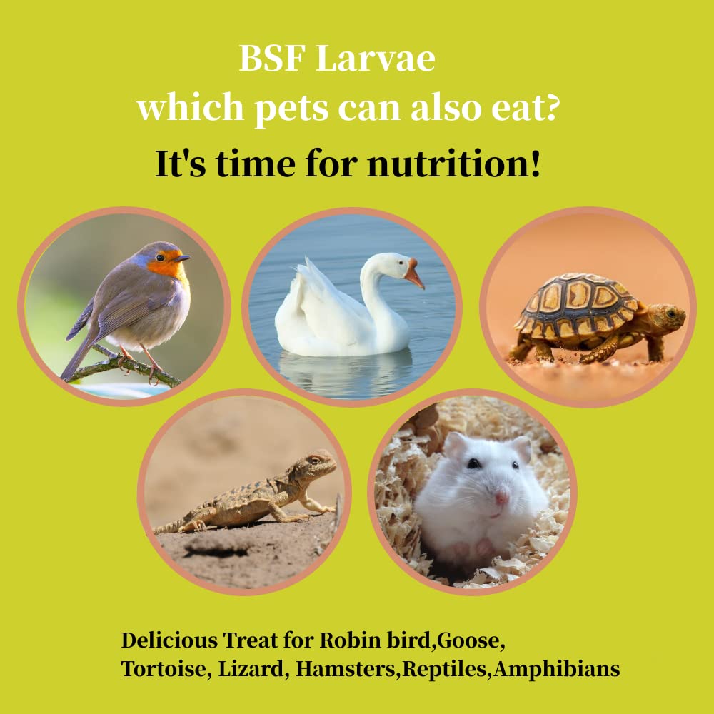 Chickens receiving SANSECT BSF larvae for egg quality