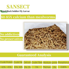 Close-up of SANSECT BSF larvae showing crisp texture
