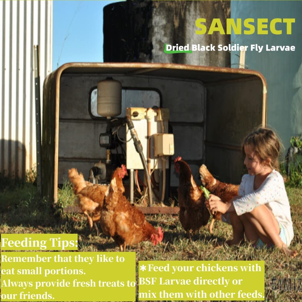 SANSECT Dried BSFL on feeding tray with birds nearby.