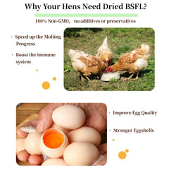 SANSECT BSFL larvae served in bowl, natural poultry snack.