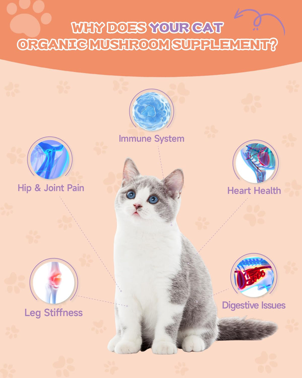 SANTKOL cat collagen drops provide joint support through convenient droplet dosing.
