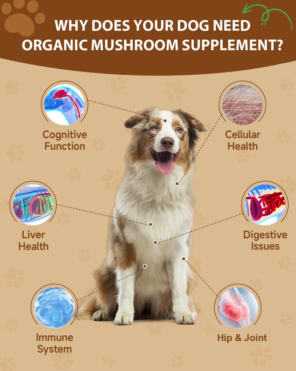 SANTKOL dog mushroom reishi lions mane powder for joints and cognitive support.