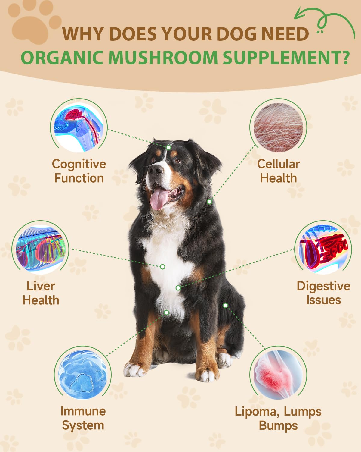 SANTKOL turkey tail mushroom visual bottle promoting digestive balance for dogs.