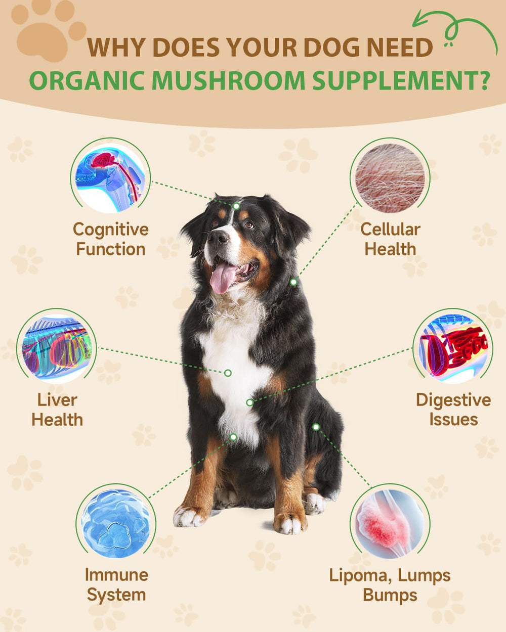 SANTKOL turkey tail mushroom visual bottle promoting digestive balance for dogs.