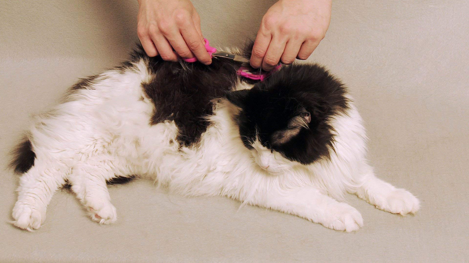Scaredy Cut storage bag keeps accessories organized after grooming.