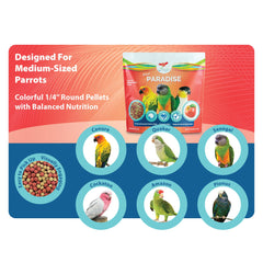Scenic Mix Paradise sun conure eating, balanced nutrition for daily energy.