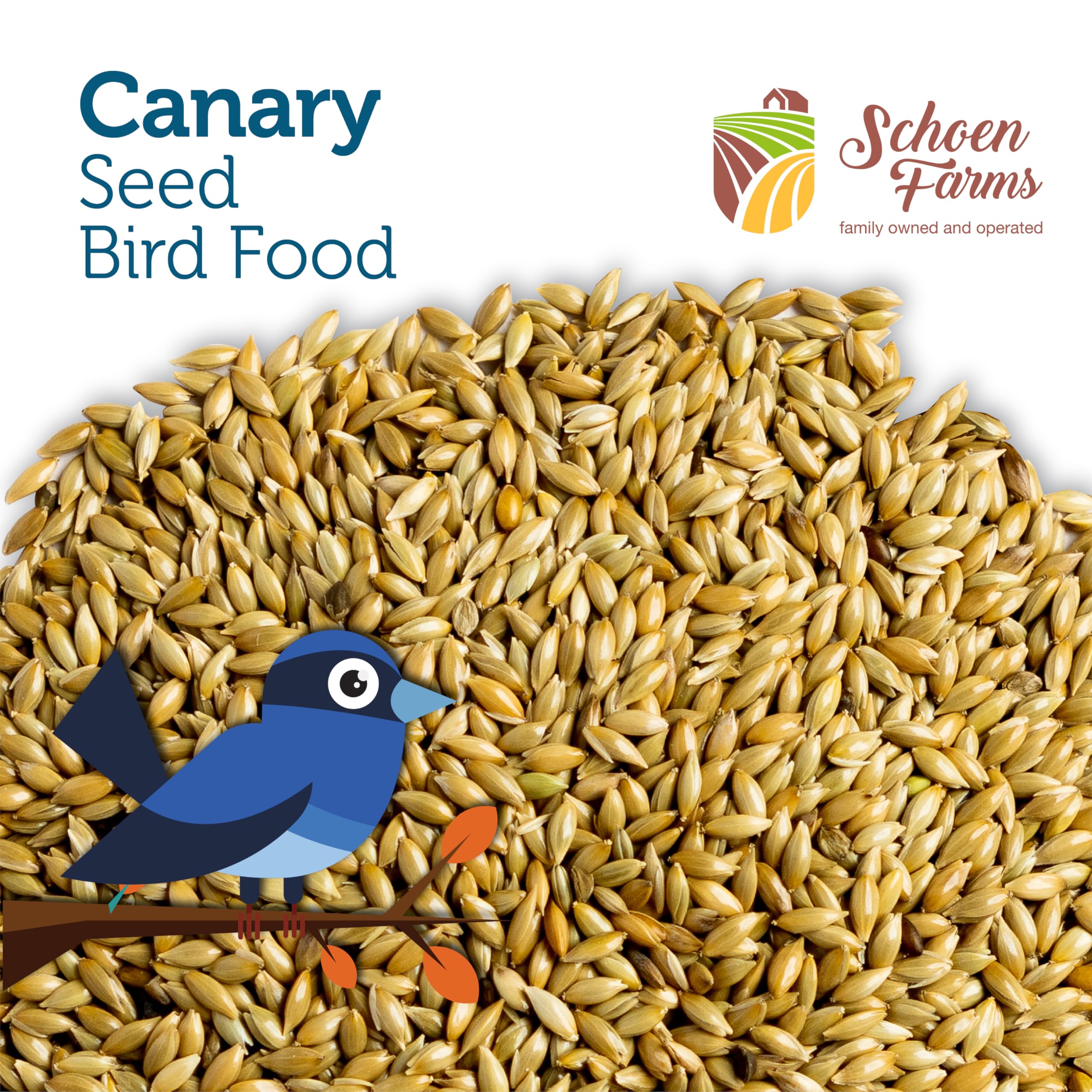 Schoen Farms Canary Seed Alpiste 5lbs bird usage in a feeder demonstrates accessibility.
