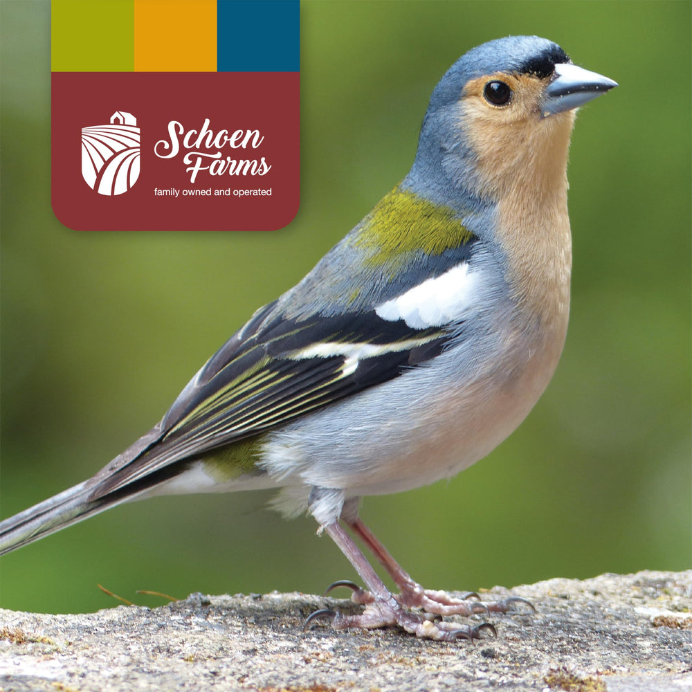 Schoen Farms Canary Seed Alpiste 5lbs garden birds enjoy a variety of seeds.