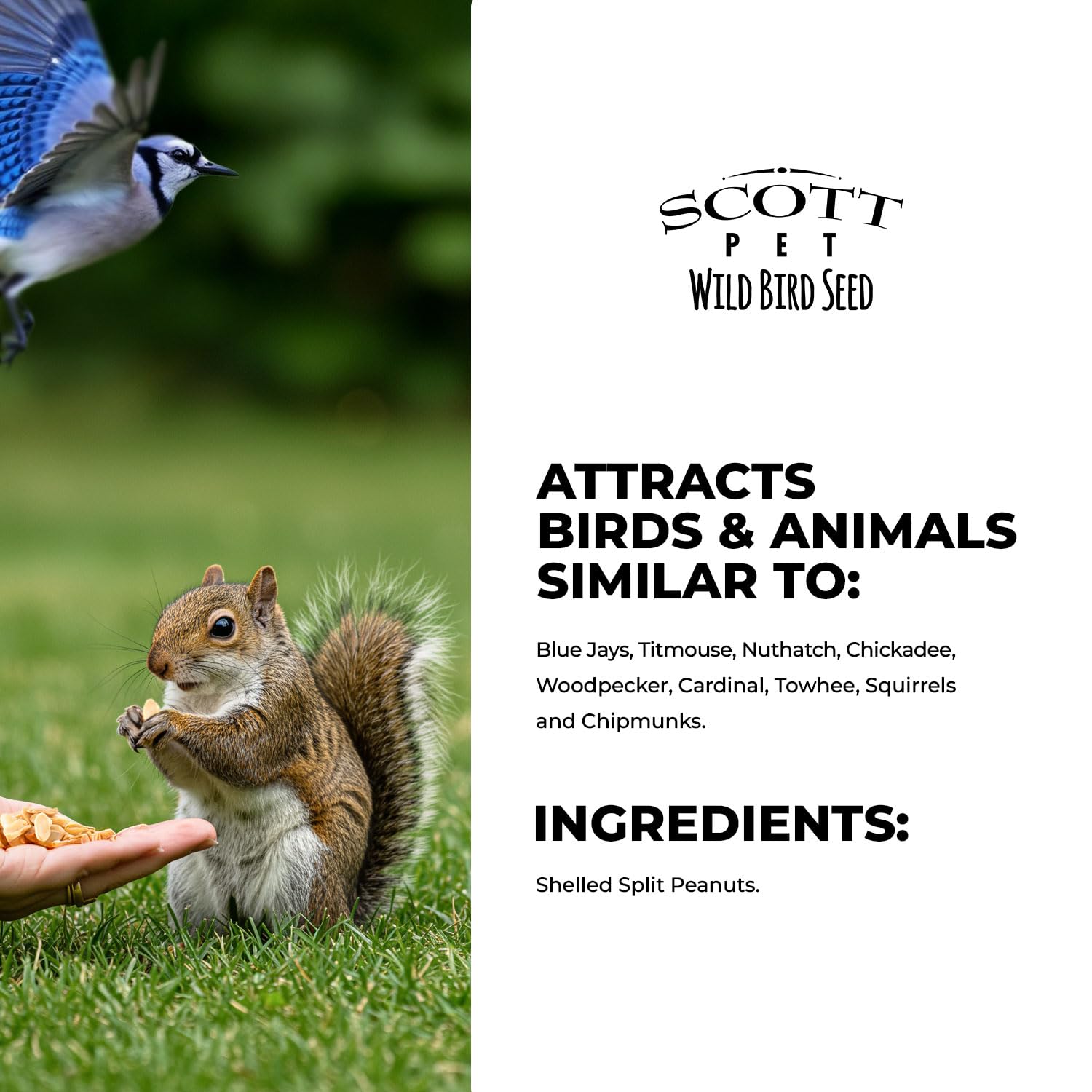 Scott Pet wild bird seed attracts birds and may lure squirrels.