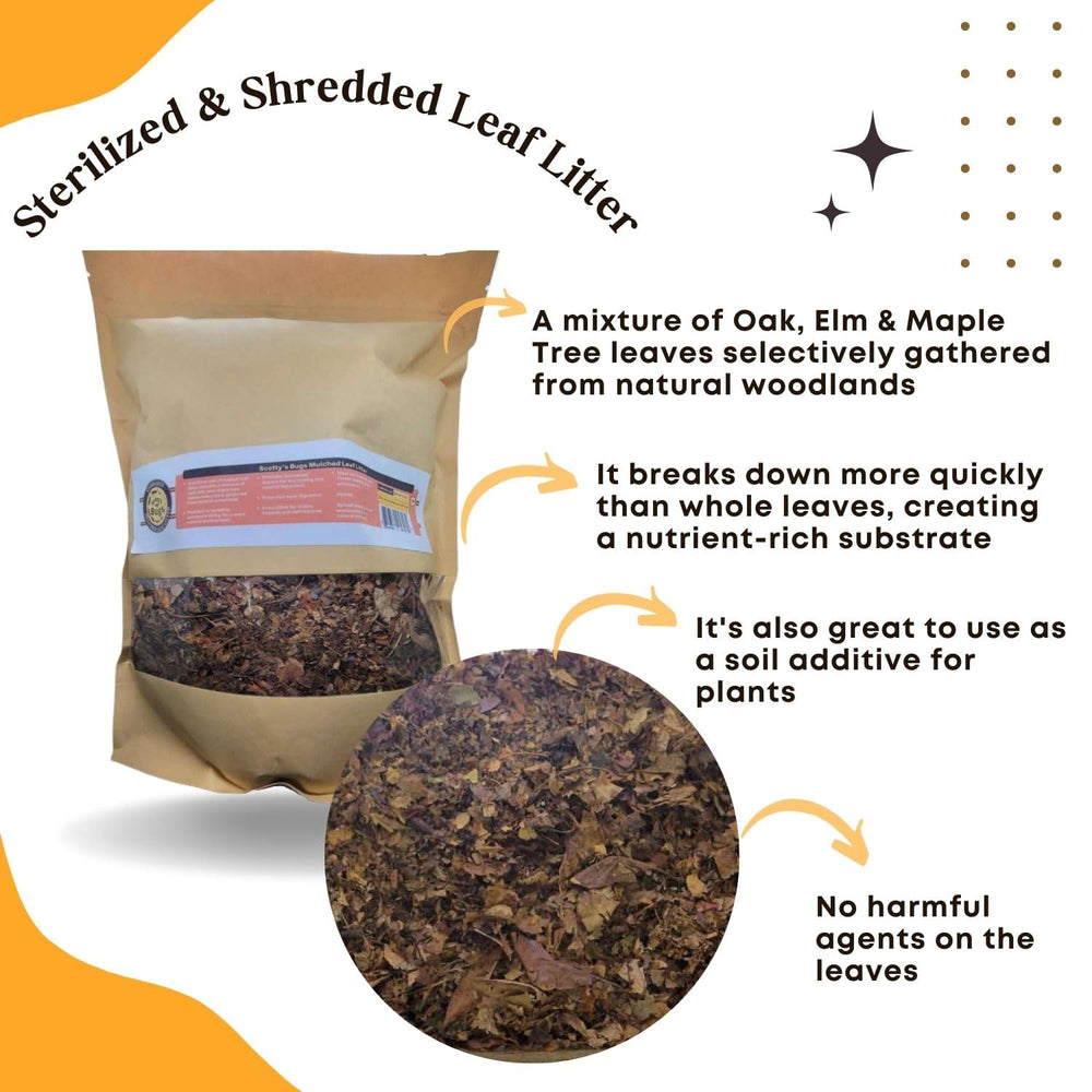 SCOTTY'S BUGS natural-woodlands-leaf-litter close-up shows elm-maple-oak mix for authenticity.