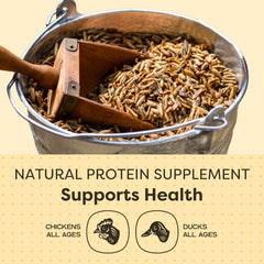 Scratch and Peck Grubs for ducks during snack time.
