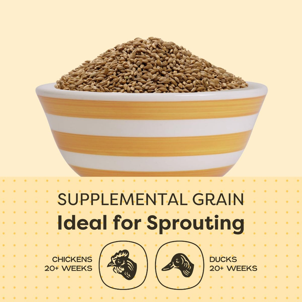 Scratch and Peck Pacific Northwest grown barley for sustainable farming.