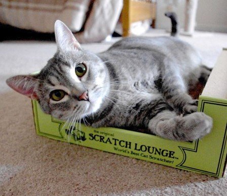 Scratch Lounge XL measures 21 by 13 inches, fits compact living spaces