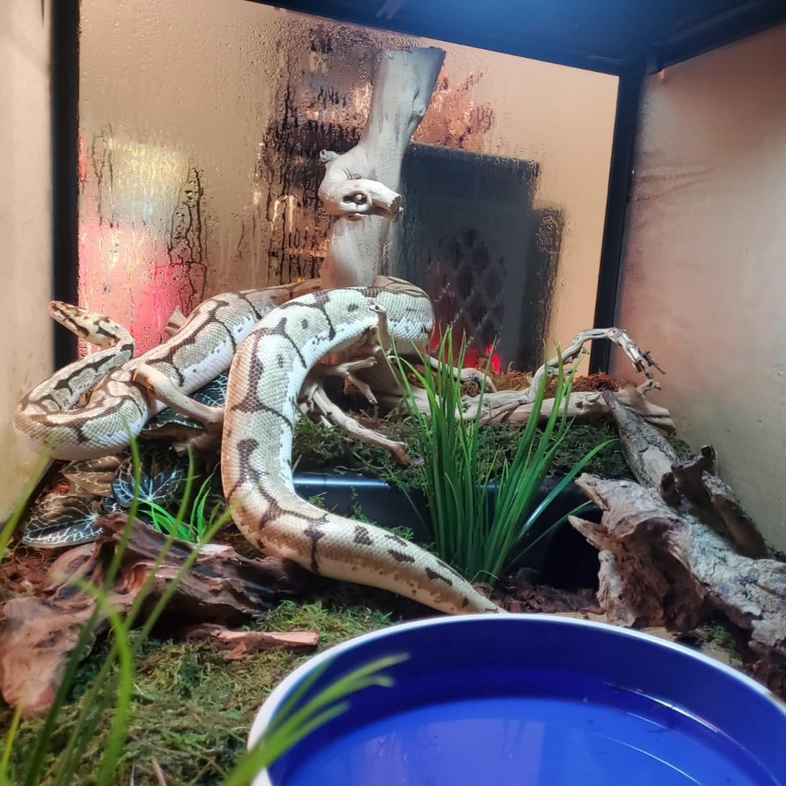 SDZGQPET Amypet reptile hide interior offers a cozy retreat.