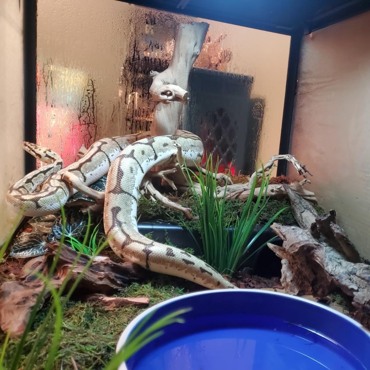 SDZGQPET Amypet reptile hide XL size comparison aids product selection.