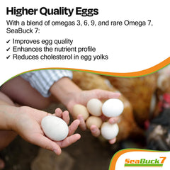 SEABUCK7 dosing spoon with chickens, showing easy daily feed supplementation for higher egg yield.