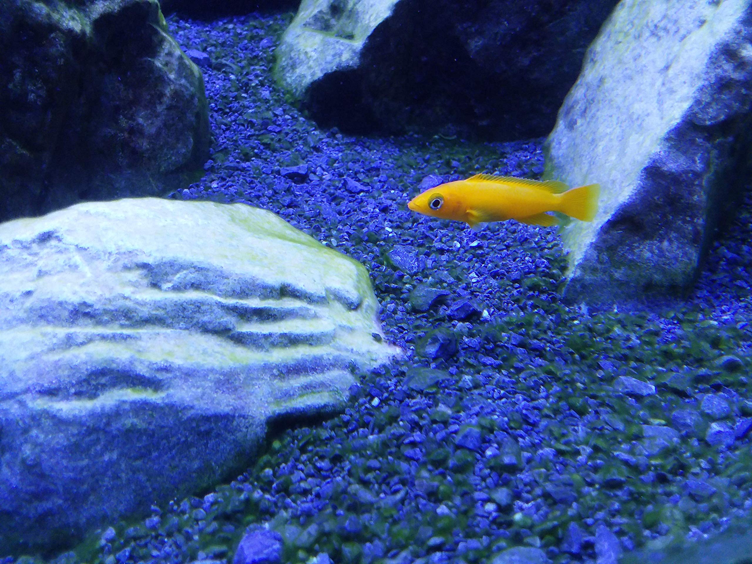 Seachem Cichlid Lake Salt scooping scene preparing water for Rift Lake-inspired tanks.