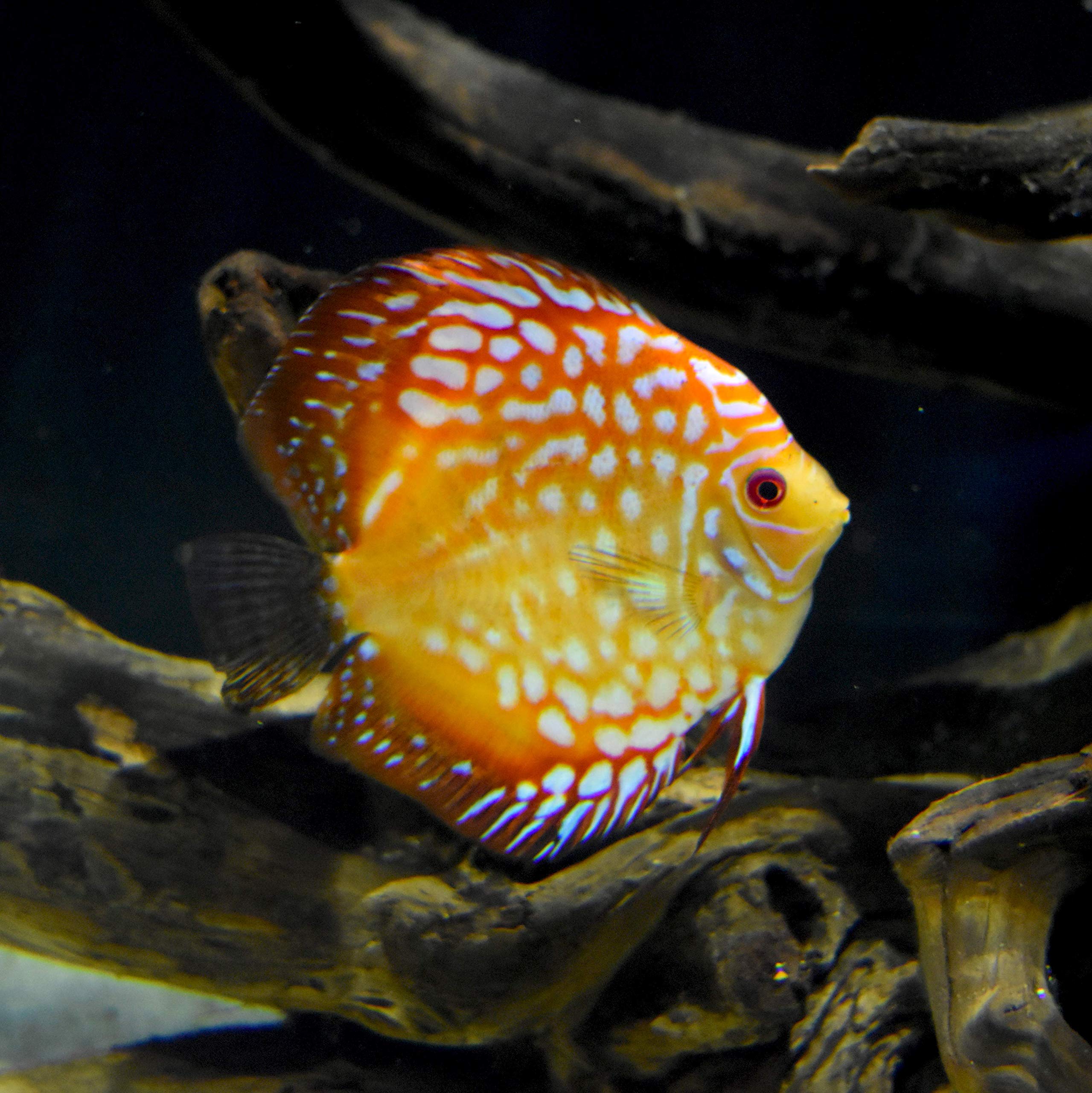 Seachem Discus Buffer usage steps image illustrating pH management in freshwater tanks.