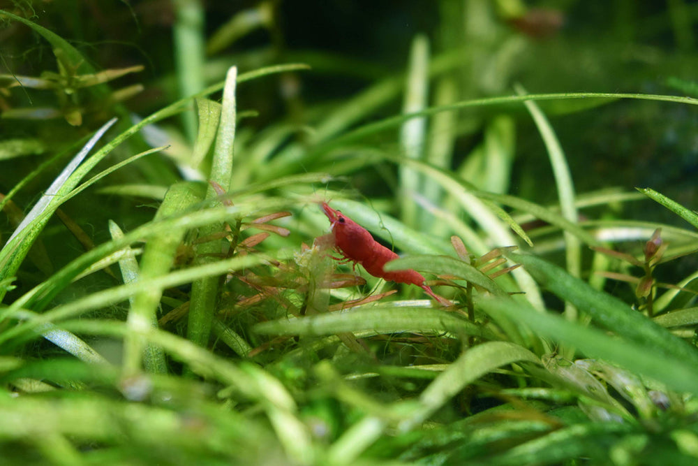 Seachem Flourish bottle on desk conveys reliable nutrient support for aquatic plants.