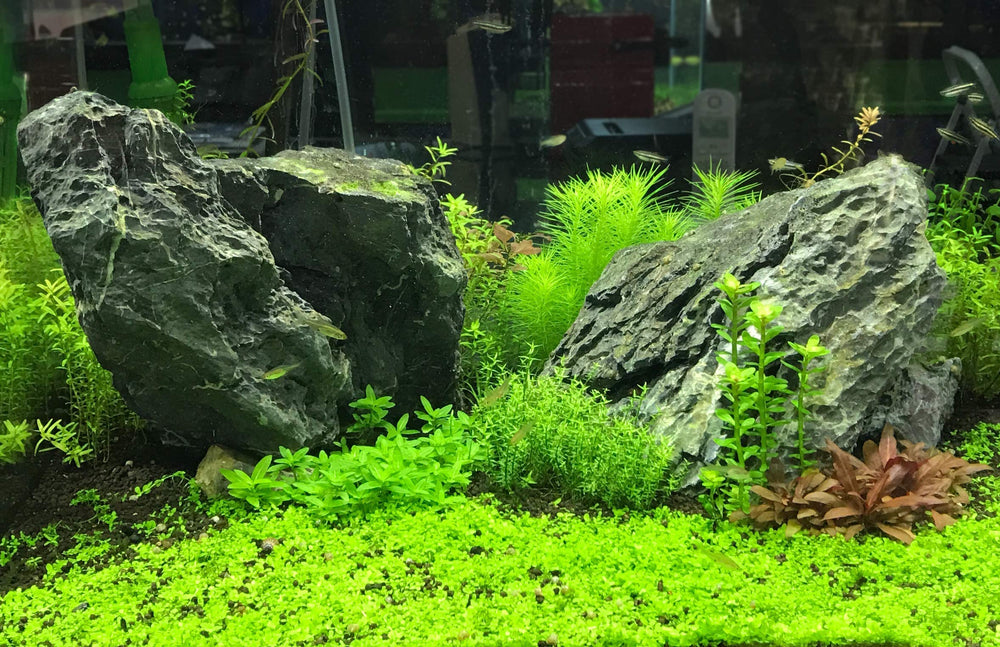Aquarium setup using Flourish Excel showing healthy plant growth.