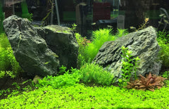 Seachem Flourish Iron in a lush planted aquarium scene suggests vibrant, healthier greens.