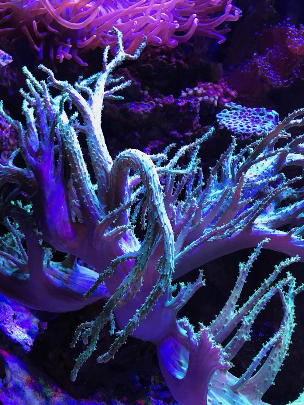 Seachem PhosGuard in aquarium water improves clarity and balance.