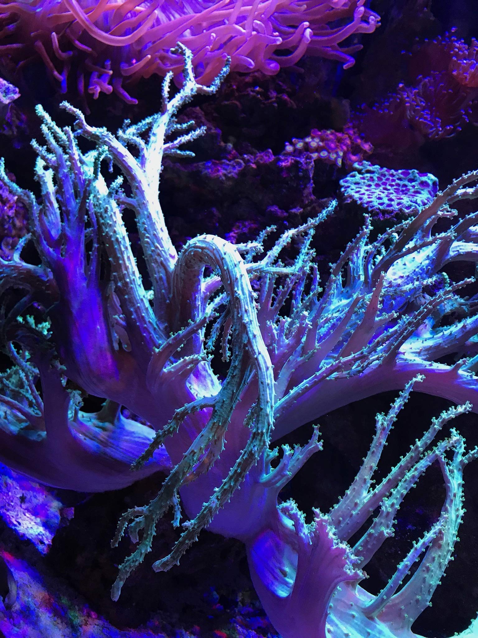PhosGuard in aquarium illustrating water flow around beads for effective filtration.