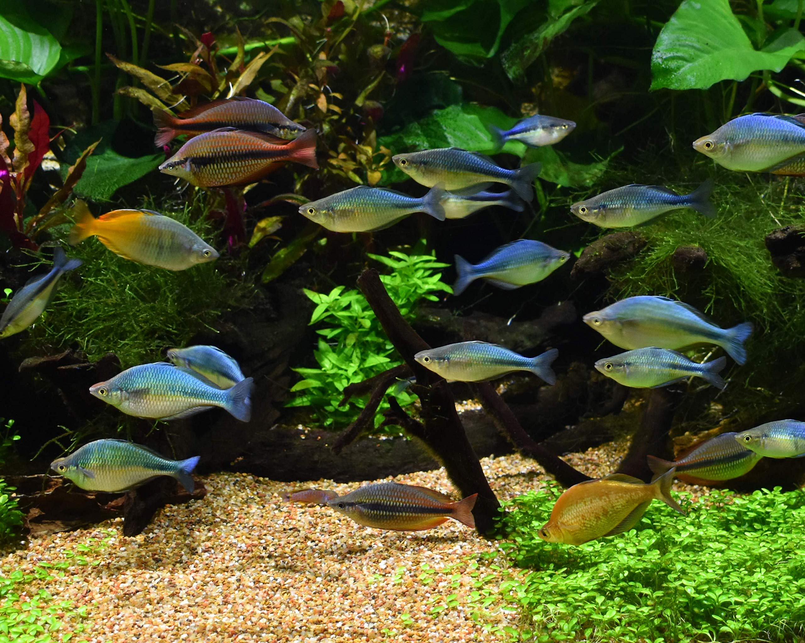 Seachem Pristine bacteria blend reducing detritus in a reef or freshwater tank