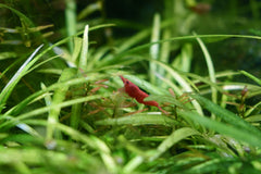 Seachem Purigen in aquarium filtration improves water clarity