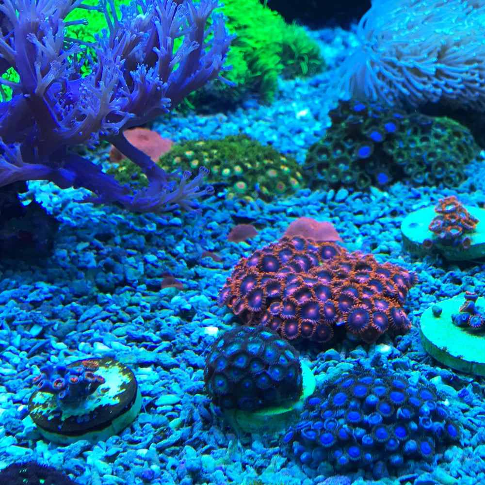 Seachem Reef Dip 250ml in-use image illustrating safe application during coral dips