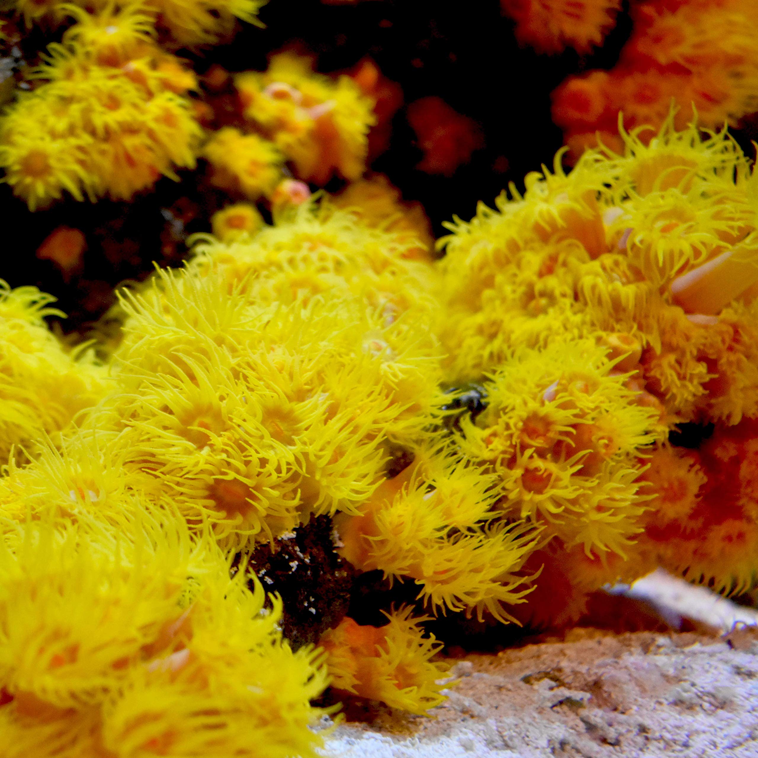 Seachem Reef Iodide bottle in an aquarium scene suggests convenient iodide support.