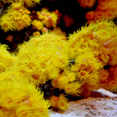 Seachem Reef Iodide bottle in an aquarium scene suggests convenient iodide support.