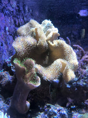 Seachem Reef Phytoplankton in use inside a thriving coral tank.