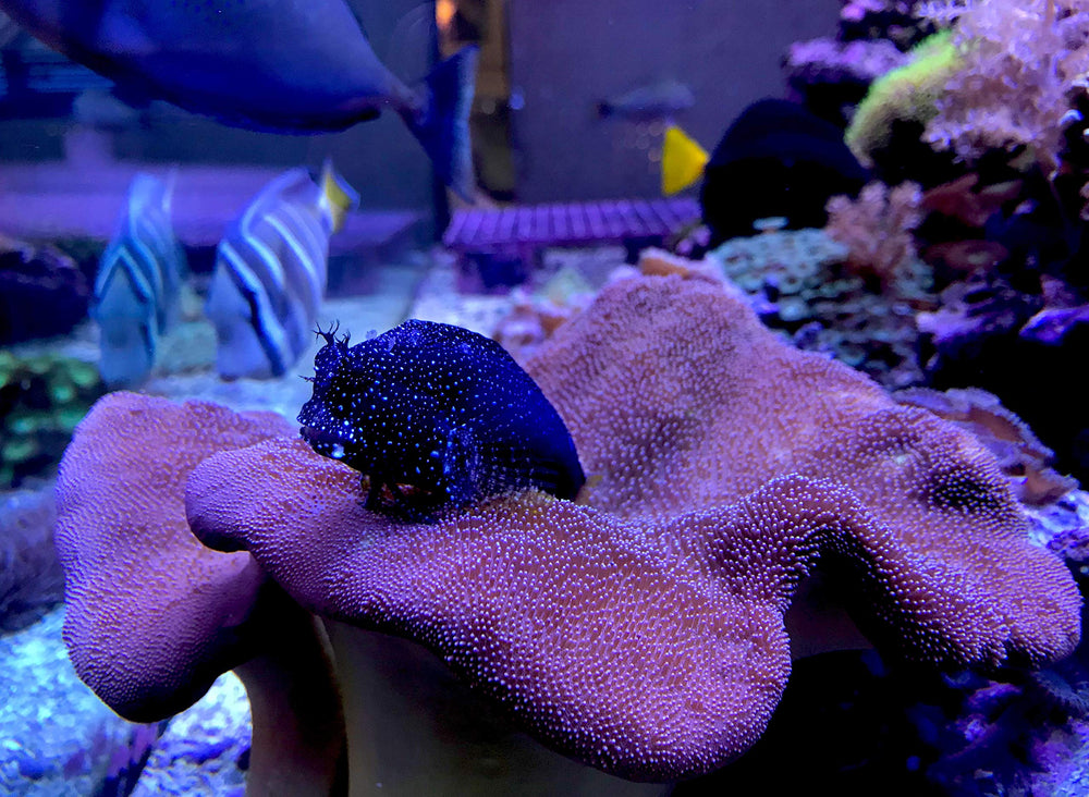 Seachem Reef Trace Elements in a thriving marine aquarium supports coral color