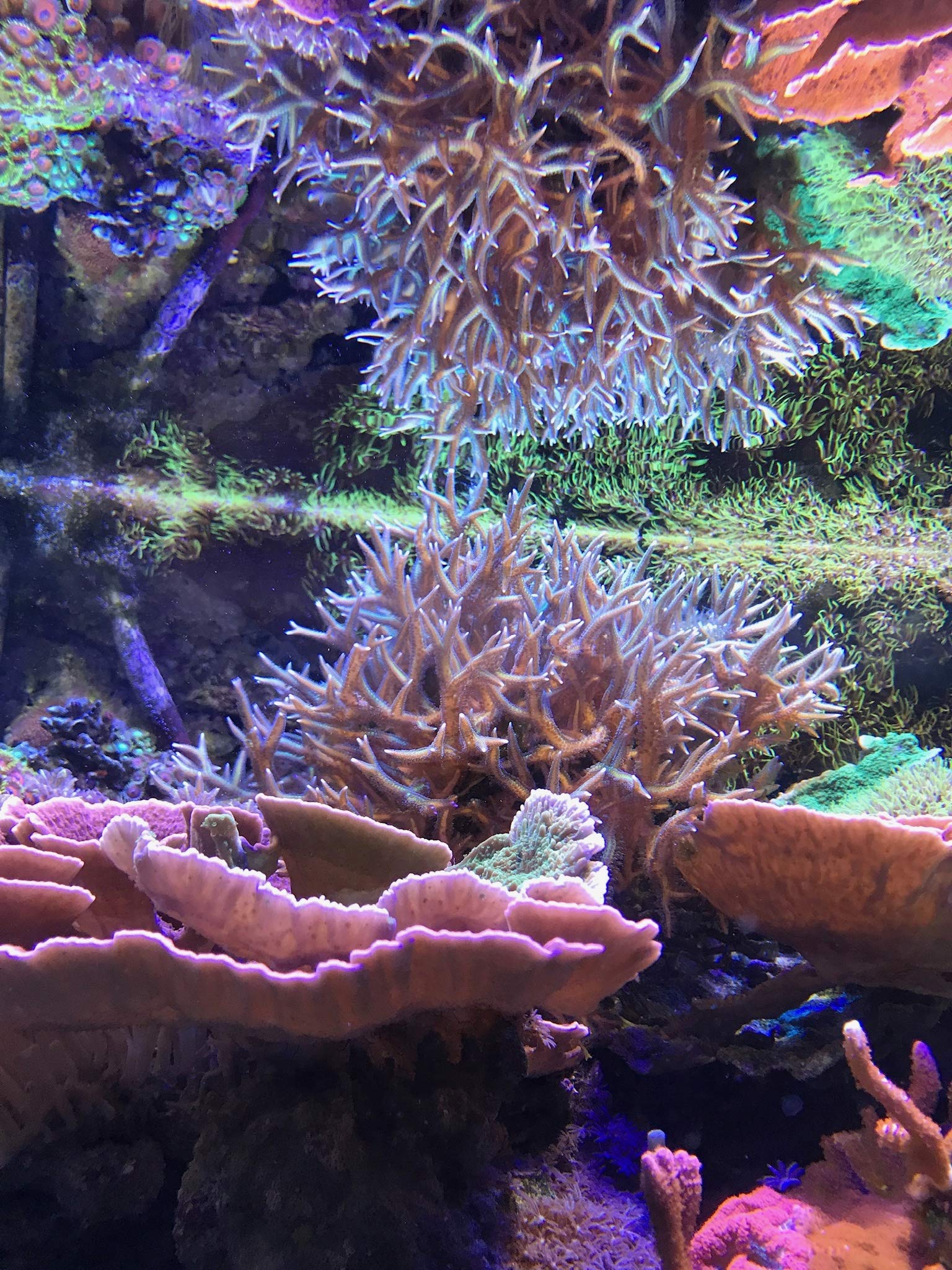 Seachem Reef Zooplankton bottle usage, ideal for reef tank feeding