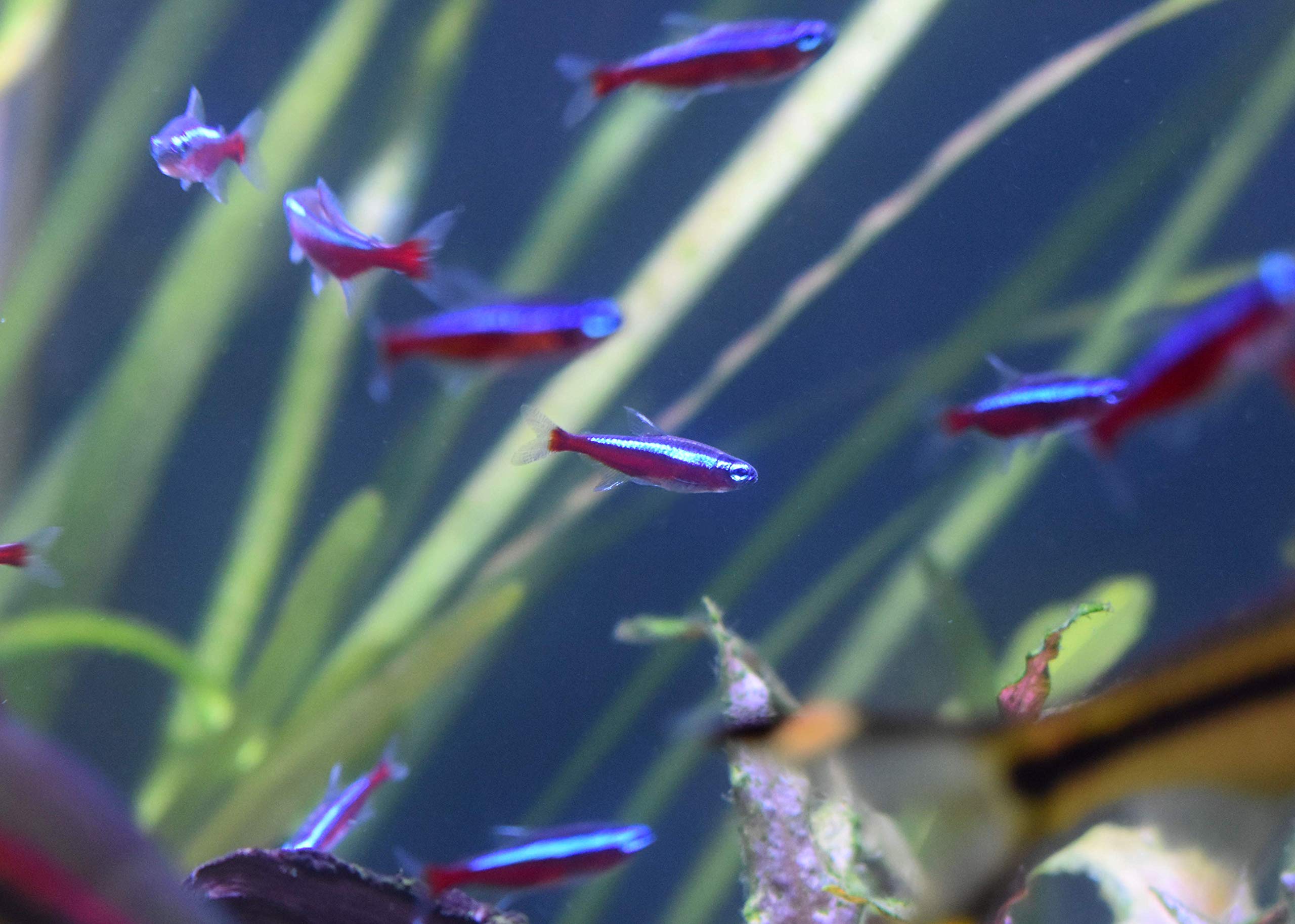 Seachem Stability bacteria illustration highlights a safe, balanced waste breakdown for aquariums