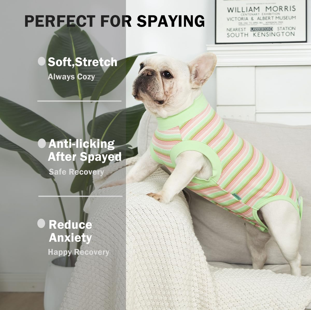Sebidtco dog surgery suit for female spay supports comfortable recovery.