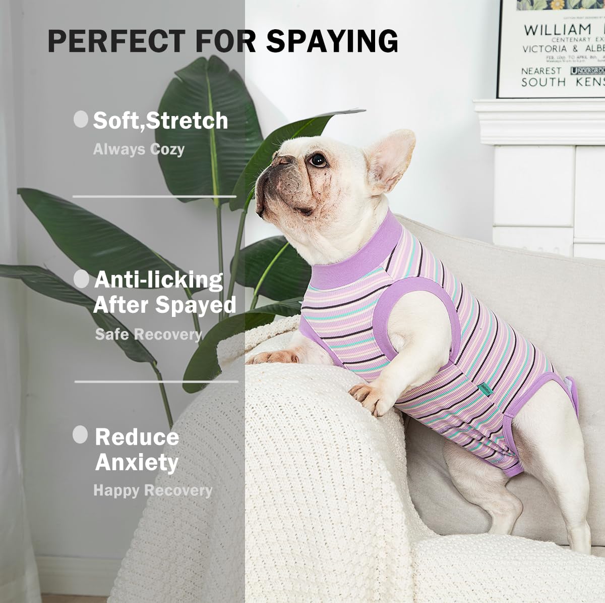 Sebdtco dog surgery suit spay fit on a female dog, allows movement.