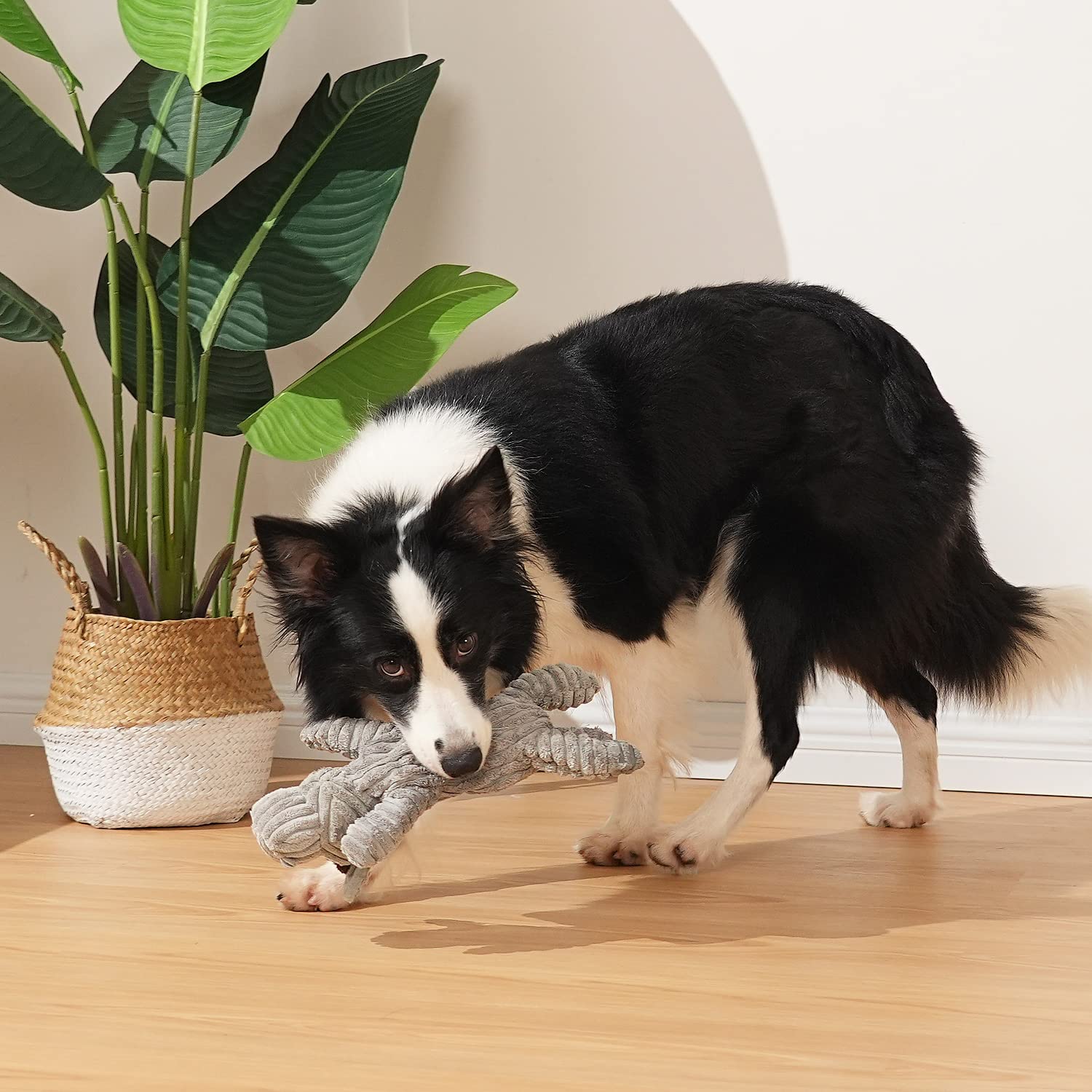 Sedioso dog toy lightweight design for easy throwing and fetch