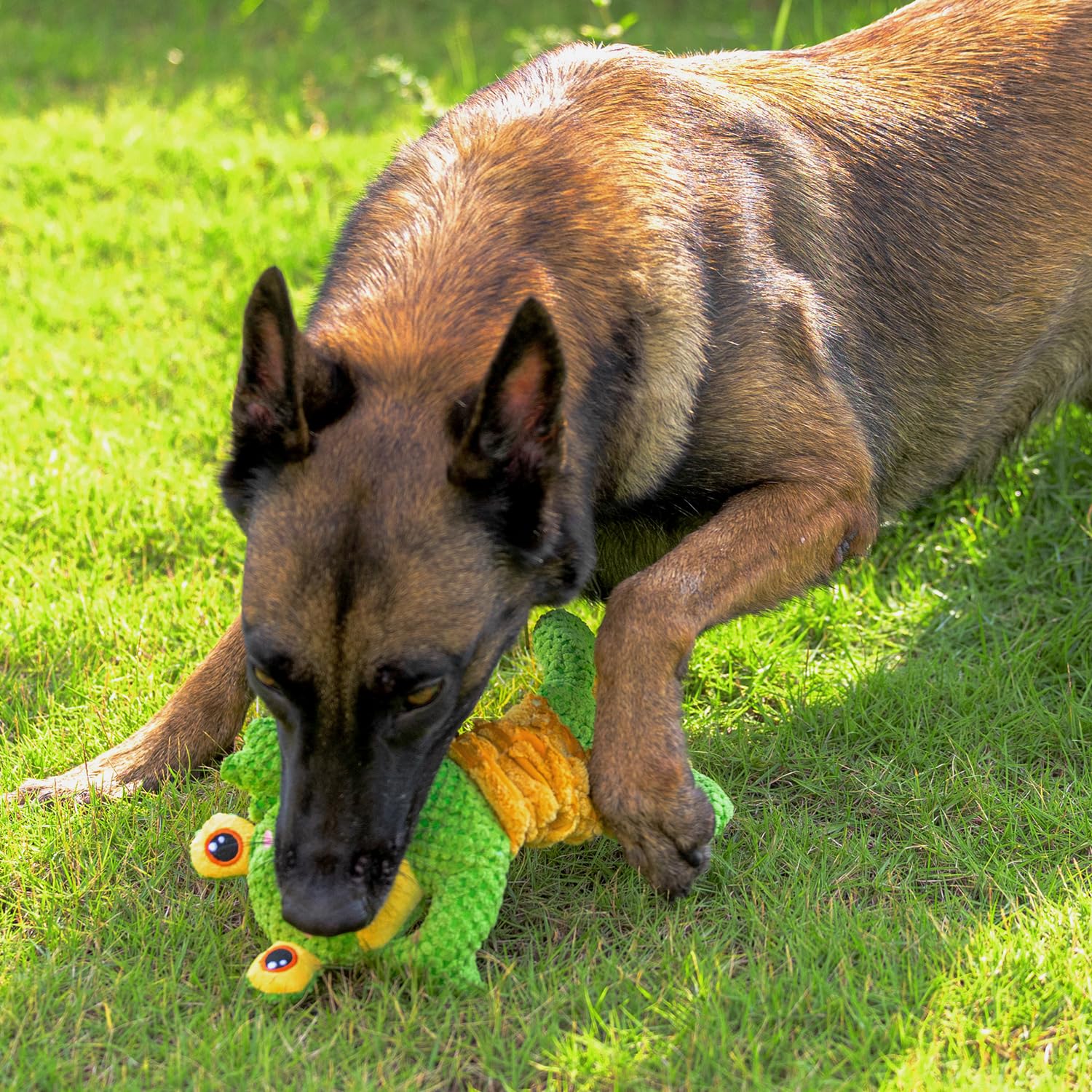 Sedioso tug of war toy sturdy for large breeds during fetch and tug.
