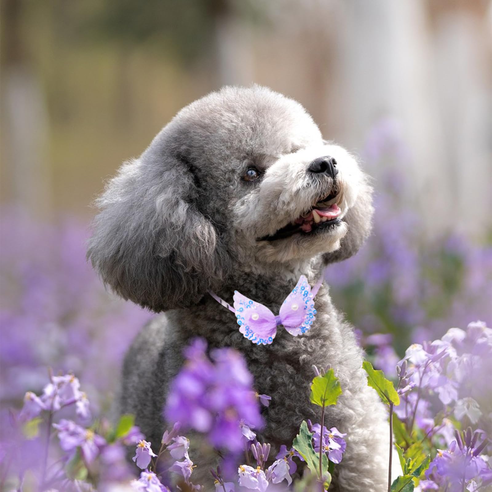 Senniea bulk pack makes gifting easy for fellow pet lovers