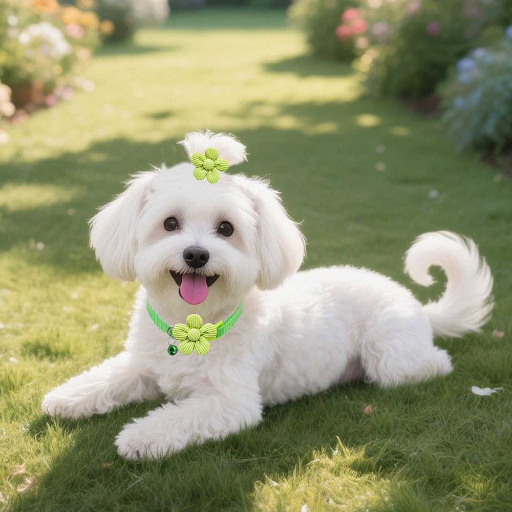Senniea pet dress-up for daily wear and special occasions