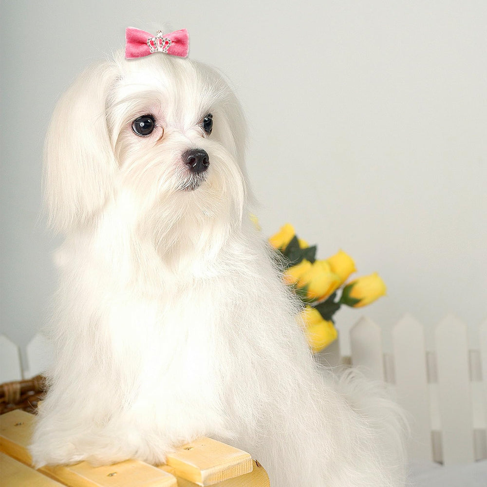 Senniea small-dog bows easy to attach for quick styling.