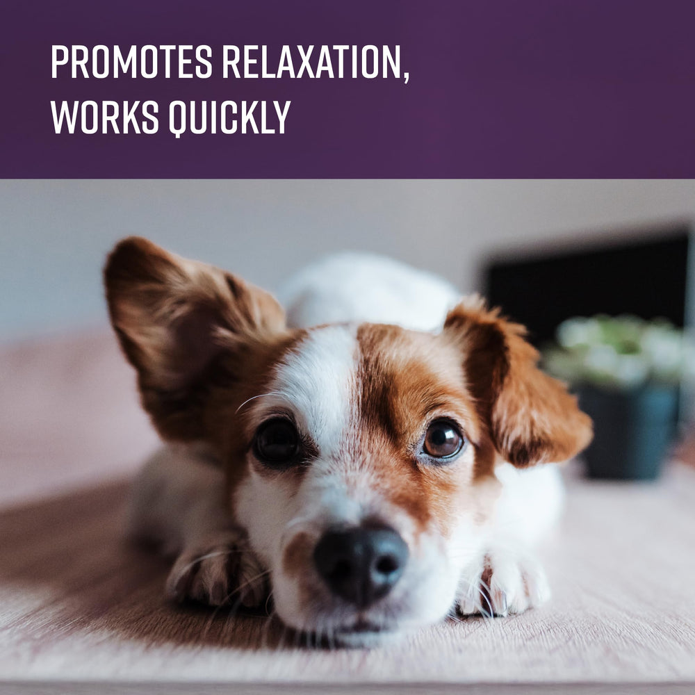 Dog in car ride may experience stress relief with Sentry Calming Chews