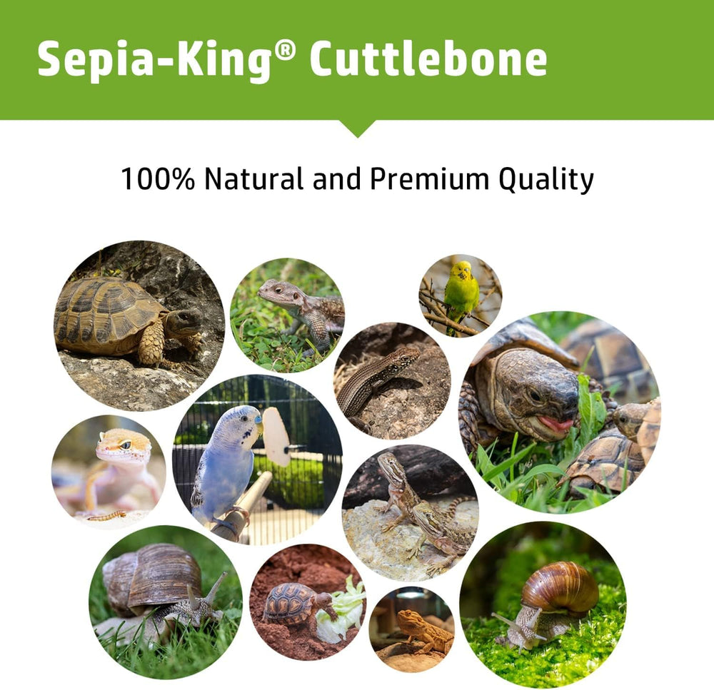 Sepia King tortoise calcium diet additive enhances shell health.