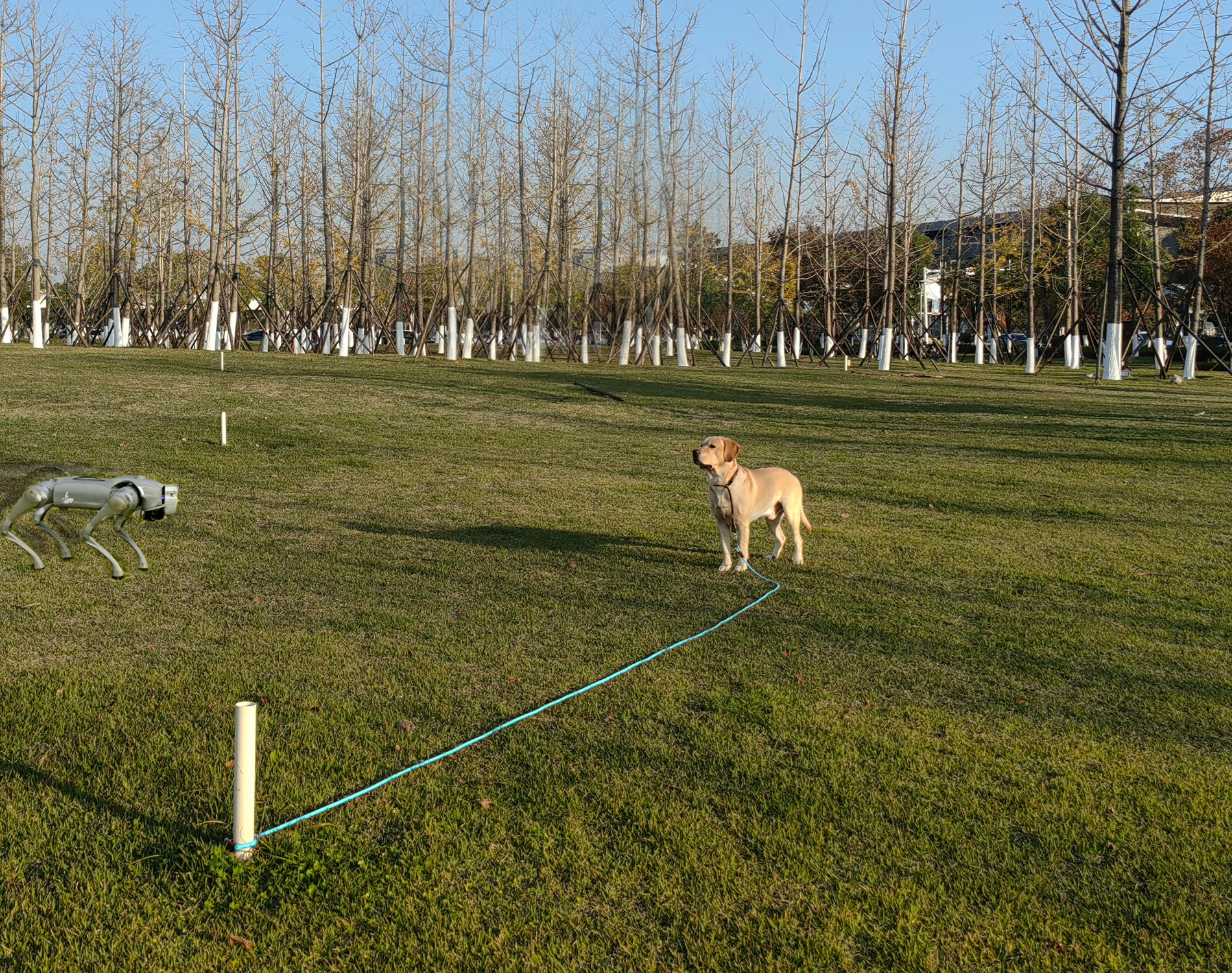 SEPXUFORE durable rope leash ready for camping trips