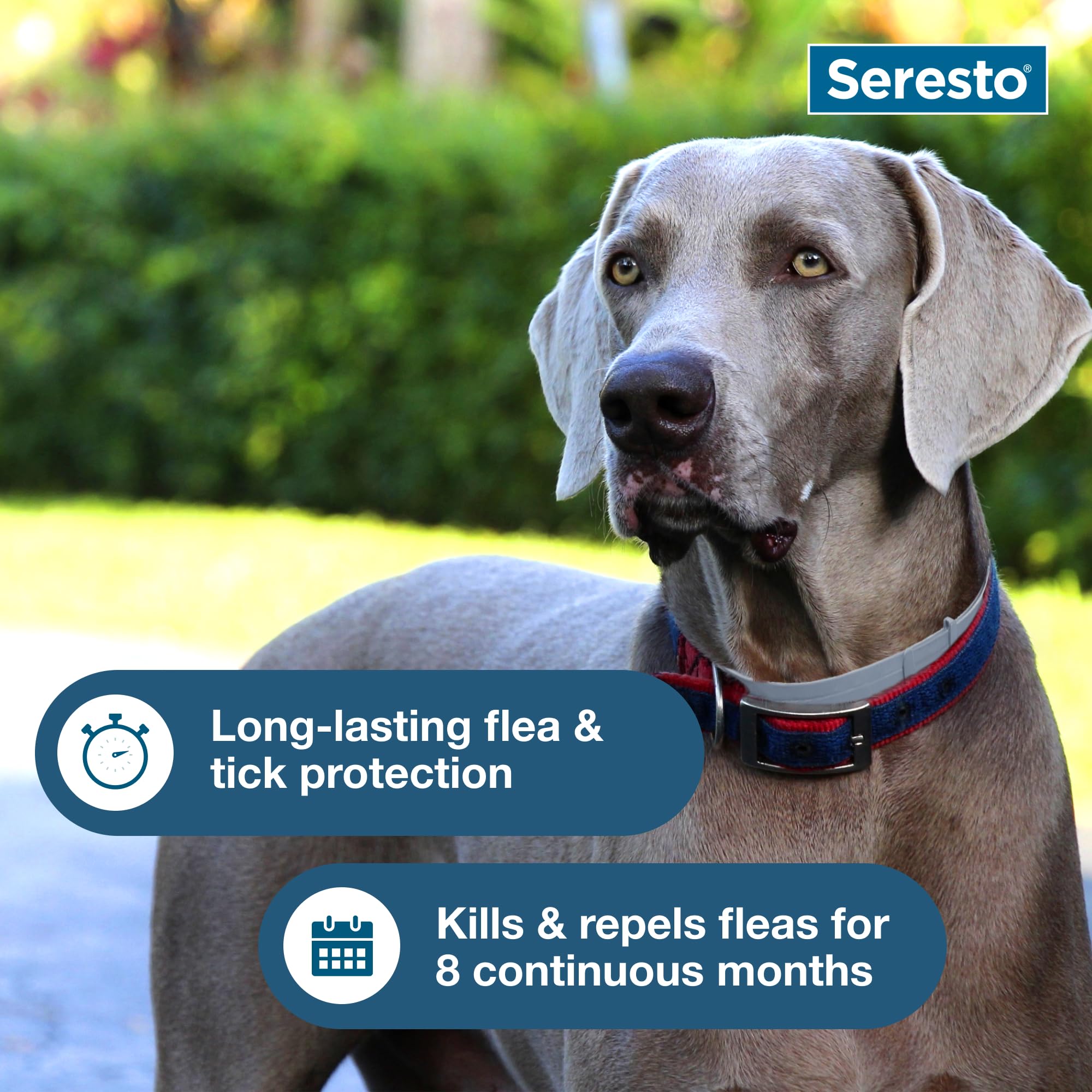 Active dog wearing Seresto collar during play for ongoing tick prevention.